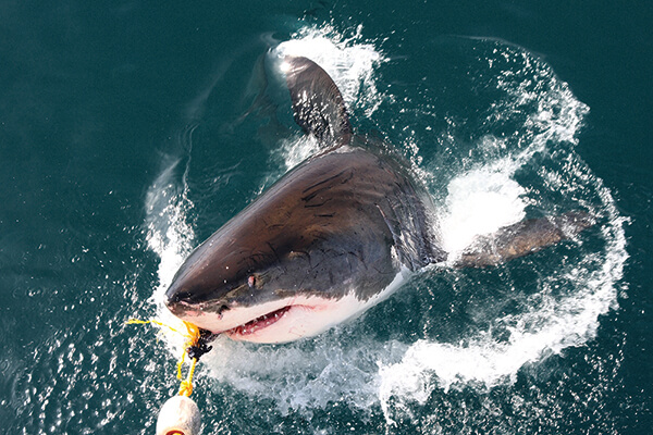 Sharks also love Montauk