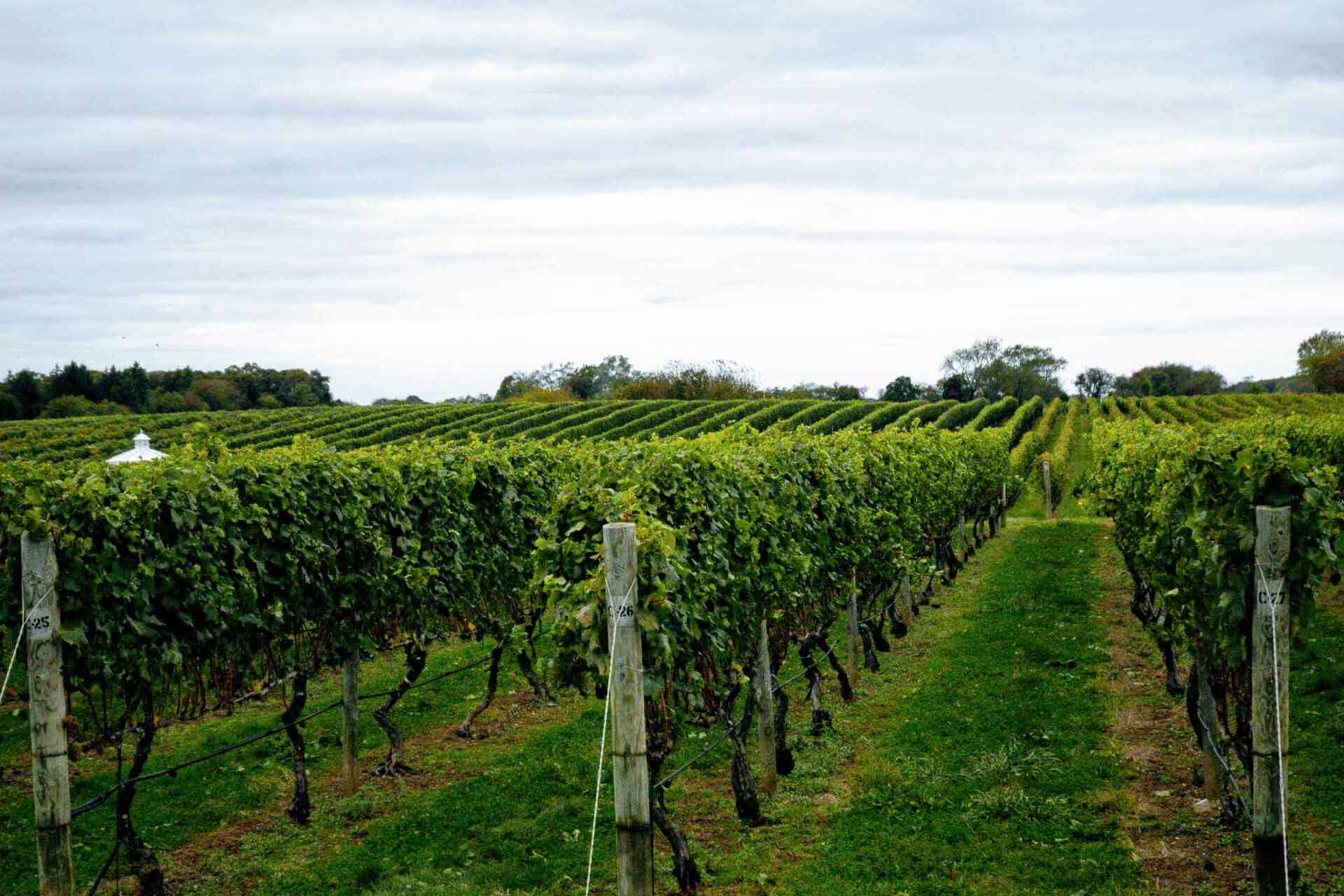 Hamptons Bachelorette North Fork Long Island Wineries   North 2 